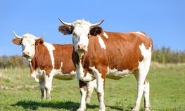 Новая субсидия в животноводстве позволила хозяйствам Забайкалья закупить племенной скот