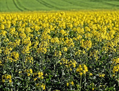 Страховая компания «Согласие» выплатила 2,2 млн рублей за потерю части урожая в Ставропольском крае