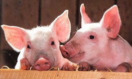 АО СК «РСХБ-Страхование» застраховало более 180 тысяч голов сельскохозяйственных животных Группы компаний «Агро-Белогорье»