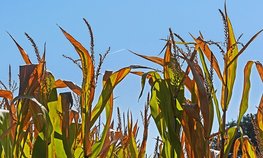 Крымские аграрии получили более 250 тыс. рублей на приобретение элитных семян кормовых культур в 2020 году