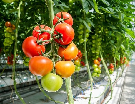 За пять лет производство овощей в российских теплицах выросло на 80 %