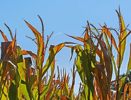 Племзавод «Кубань» получил от «Согласия» возмещение на сумму 34,9 млн рублей за погибший урожай кукурузы