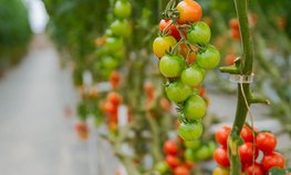 С начала года производство тепличных овощей увеличилось на 40,5 %