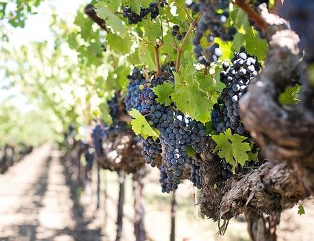 С начала 2021 года в России заложено порядка 1 тыс. га новых виноградников