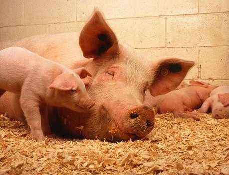 АО СК «РСХБ-Страхование» застраховало ведущего производителя мясной продукции в Камчатском крае на 146 млн рублей