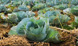 Аграриям Подмосковья перечислено более 2 млрд рублей субсидий