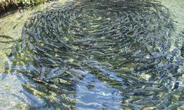 В Новосибирской области развивается рыбохозяйственная отрасль
