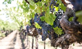 Севастопольские аграрии получили 207 млн рублей на развитие виноградарства