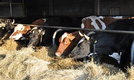 Семь новых молочных ферм построено в Нижегородской области с начала года