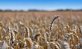 Россельхозбанк нарастит объемы кредитования экспорта сельхозпродукции
