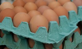 На Ставрополье птицефабрики поддержат субсидиями