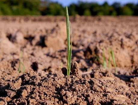 Выплаты «Согласия» агропредприятиям выросли на 30 % — до 77,1 млн руб.