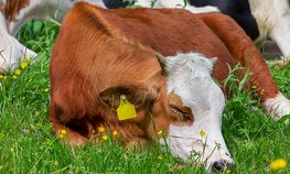 Аграриям Чувашии доведено 1,3 млрд рублей средств господдержки
