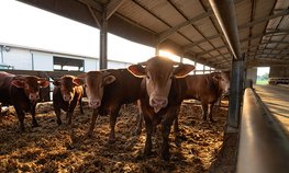 Семейные фермы Приморья получили гранты на 142 млн рублей