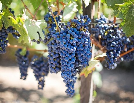 В 2022 году на поддержку виноградарей и виноделов Ставрополья направят более 104 млн рублей