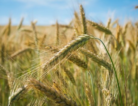 Свердловские аграрии получат субсидии на производство и реализацию зерновых культур