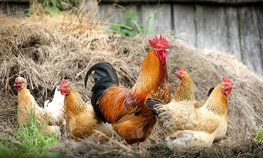 Россельхознадзор запретил ввоз птицеводческой продукции с некоторых территорий Евросоюза