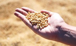 Хозяйства Красноярского края получили более 350 млн рублей на производство масличных и зерновых культур