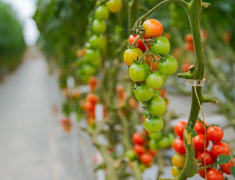 Производство тепличных овощей с начала года увеличилось на 2,6 %