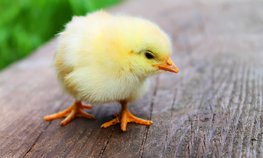 Россельхознадзор попросил Иорданию разрешить поставки продукции птицеводства