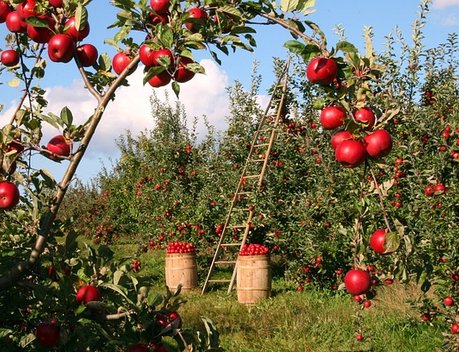 Вступил в силу закон «О сельхозпродукции, сырье и продовольствии с улучшенными характеристиками»