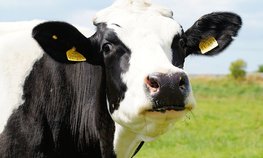 Сельхозпроизводителей Красноярского края дополнительно поддержат в условиях санкций