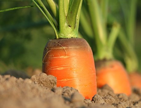 Господдержку получили 474 производителя сельхозпродукции Иркутской области