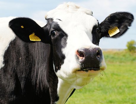 Сельхозпроизводителей Красноярского края дополнительно поддержат в условиях санкций