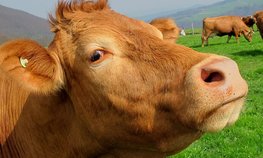 Информацию о маркированных животных предлагают вносить в единую базу
