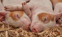Производство продукции животноводства сохраняет положительную динамику в 2022 году