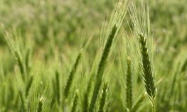 Кредитование сезонных полевых работ увеличилось на 29,4 %