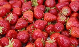 Объявлены лауреаты премии за вклад в развитие российской органической продукции