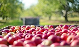 Фермеры Подмосковья получат субсидии на закладку плодовых и ягодных насаждений
