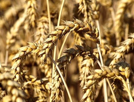 Каждый второй убыток в страховании урожая связан с потерей озимой пшеницы
