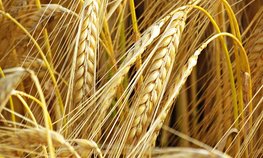 Более 90 % производителей подключились к федеральной системе прослеживаемости зерна и продуктов его переработки
