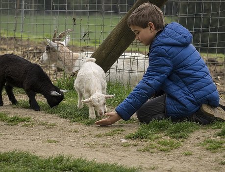 Количество заявок на участие в конкурсе грантов «Агротуризм» увеличилось в два раза