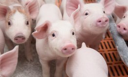 В Тюмени обсудили работу ветеринарных служб Сибирского и Уральского федеральных округов