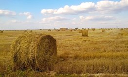 Кредитование сезонных полевых работ увеличилось на 36,3 %