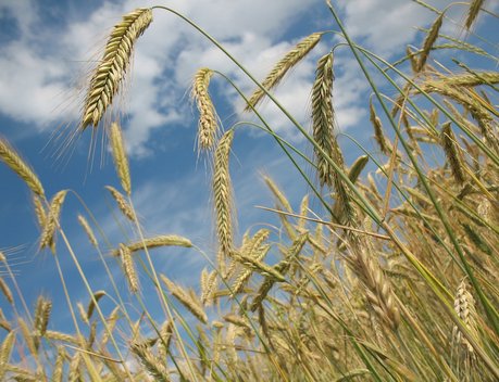Россия и Узбекистан наращивают объем торговли аграрной продукцией