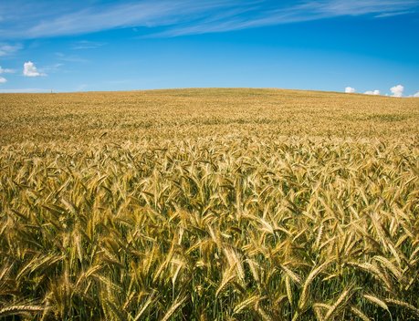 Виктория Абрамченко: Россия готова наращивать экспорт сельхозпродукции в Узбекистан