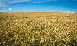 Виктория Абрамченко: Россия готова наращивать экспорт сельхозпродукции в Узбекистан