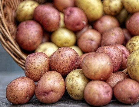 В России на 18 % увеличился сбор картофеля