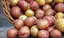 В России на 18 % увеличился сбор картофеля