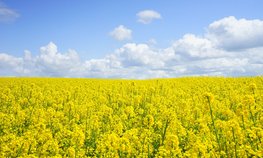 Предварительные итоги развития отрасли растениеводства подвели на «Золотой осени — 2022»