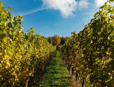 В 2023 году финансирование федпроекта «Стимулирование виноградарства и виноделия» увеличится почти в полтора раза