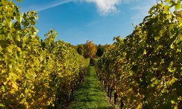 В 2023 году финансирование федпроекта «Стимулирование виноградарства и виноделия» увеличится почти в полтора раза