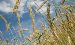 На Кубани планируют наладить совместное с Республикой Беларусь производство комбайнов и зерновозов