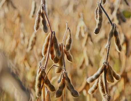 Производители масличных культур Кузбасса получили 55 млн рублей субсидий