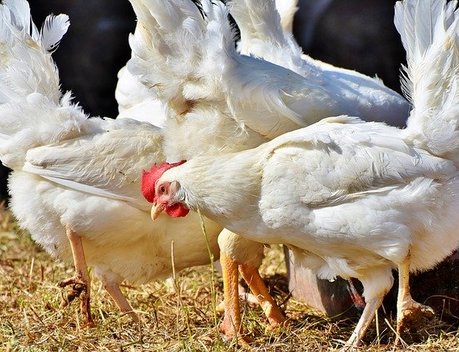 АО СК «РСХБ-Страхование» застраховало более 490 тысяч голов птицы ООО «Сельскохозяйственная производственная компания «Амурптицепром»»