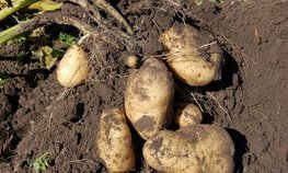 Селекционеры Приморья вывели новые сорта картофеля